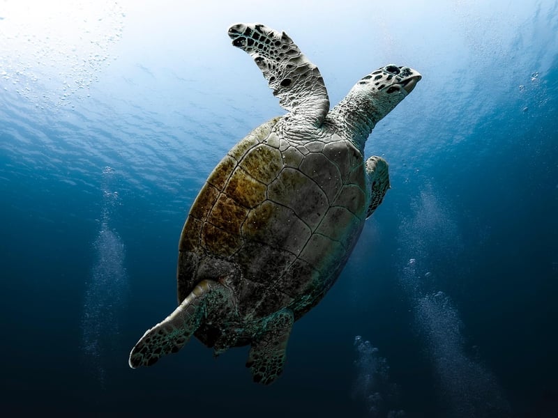 Ocean Expedition