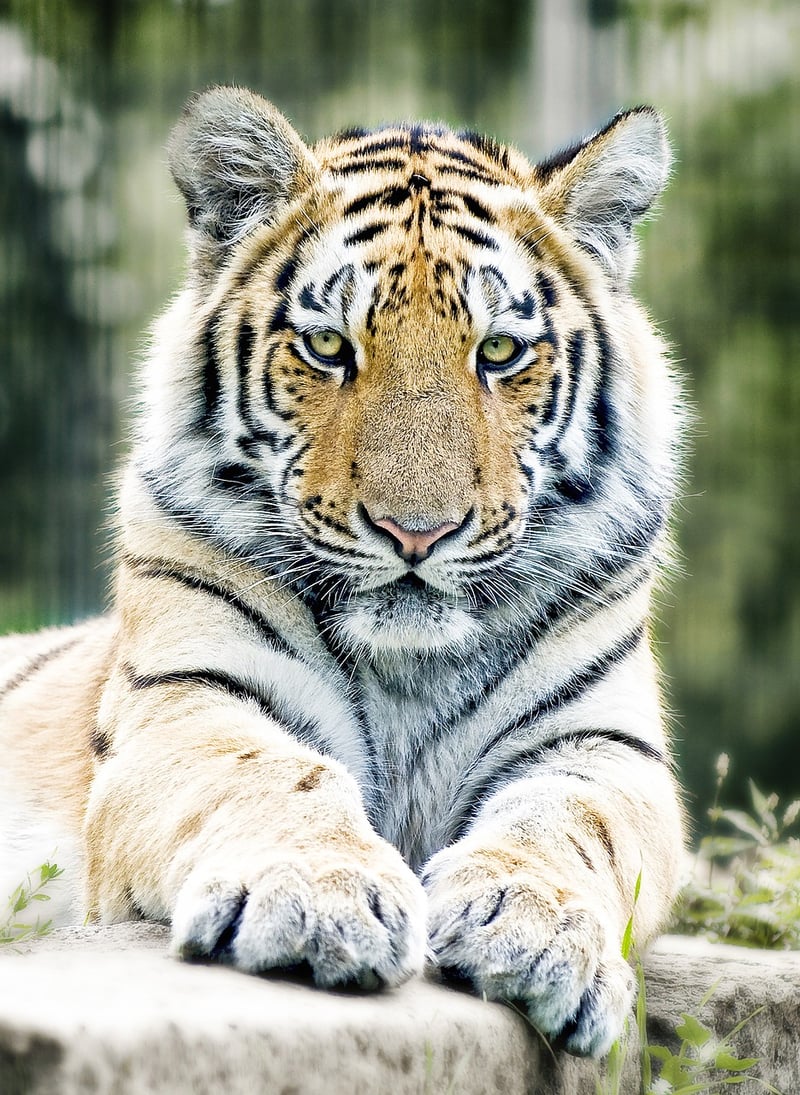 Tiger in the jungle